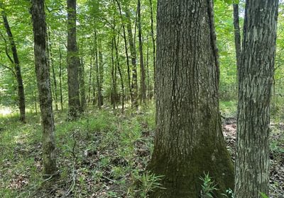 548 IMG 1205