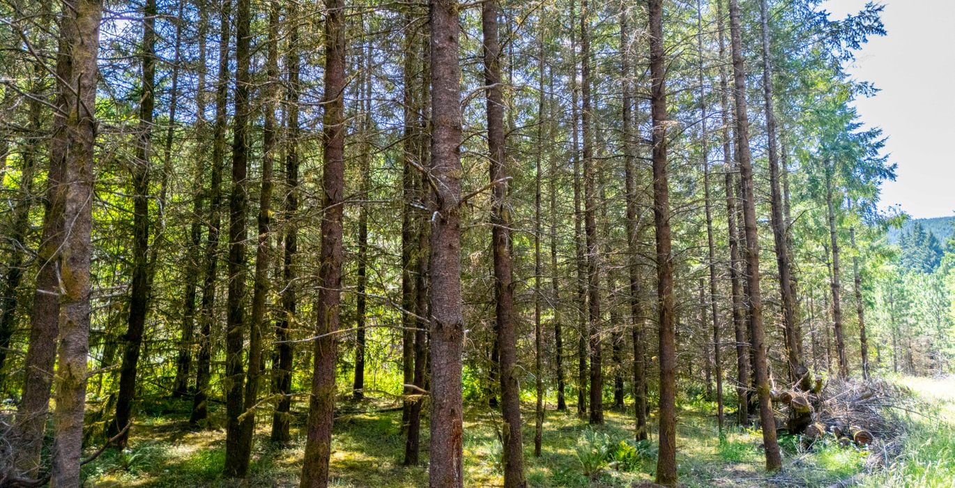 548 Low Trees 2