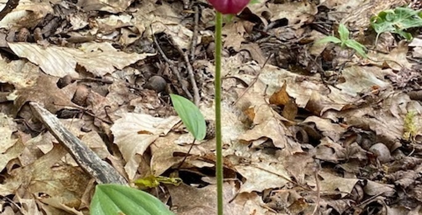 550 ladyslipper pink