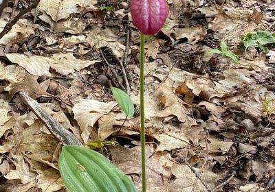 550 ladyslipper pink