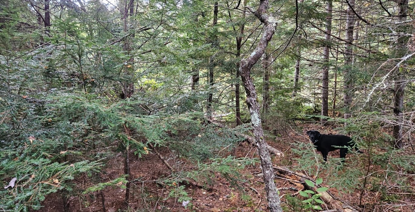 559 Lot 8 near wetland