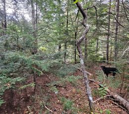 559 Lot 8 near wetland