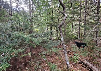 559 Lot 8 near wetland
