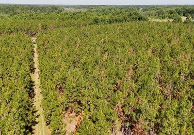 55 Beaverdam Creek Photo 9