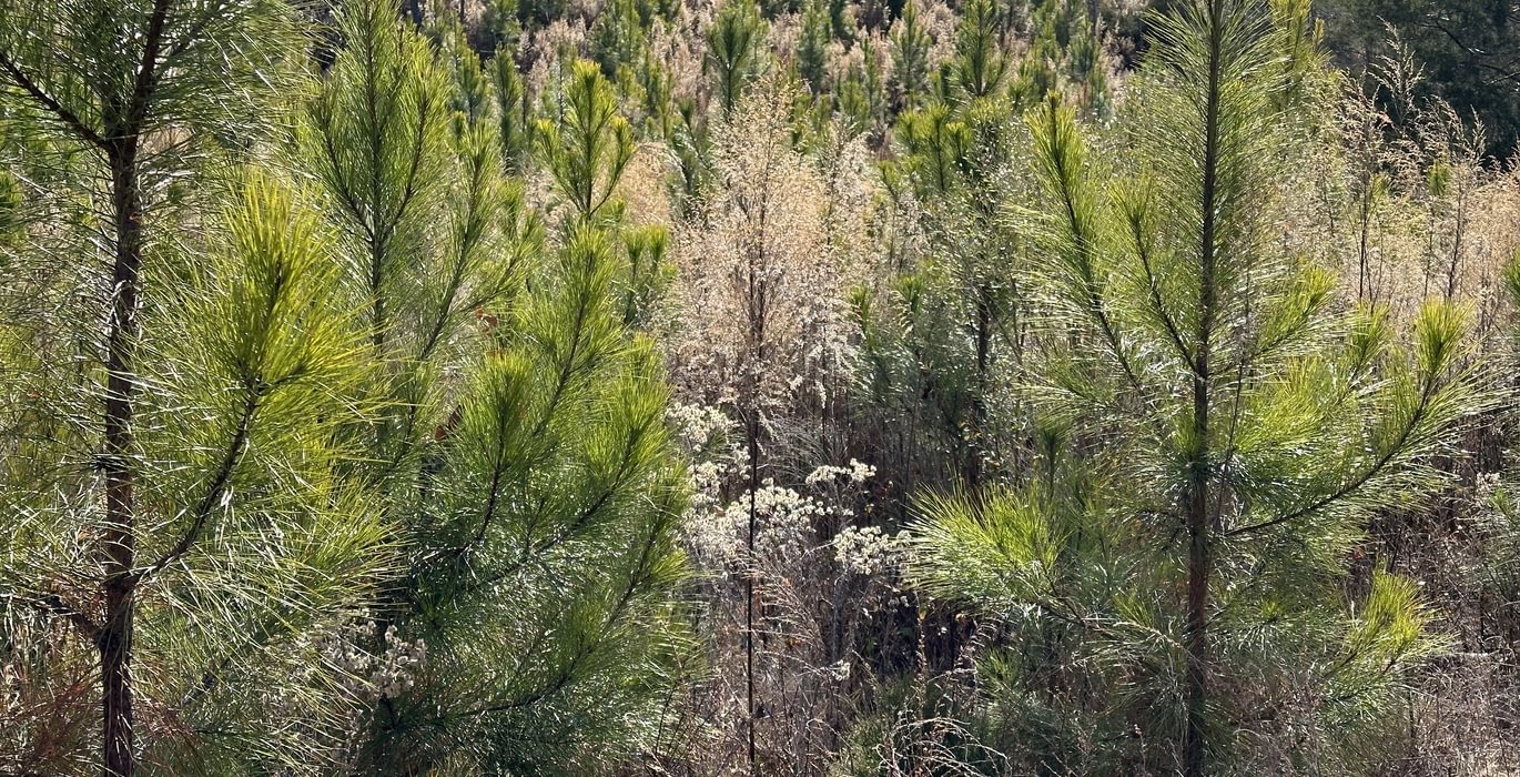 55 IMG 8501