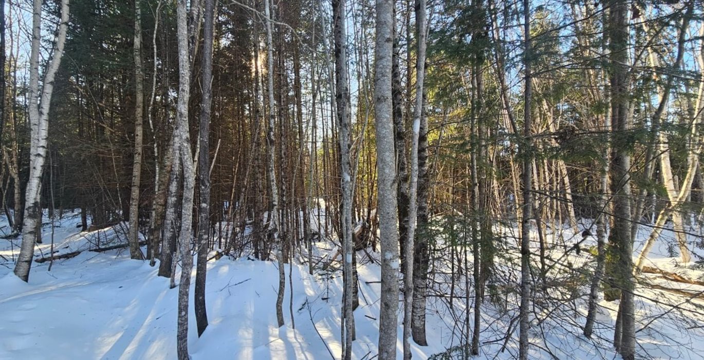 560 10 Lot off Woods Road