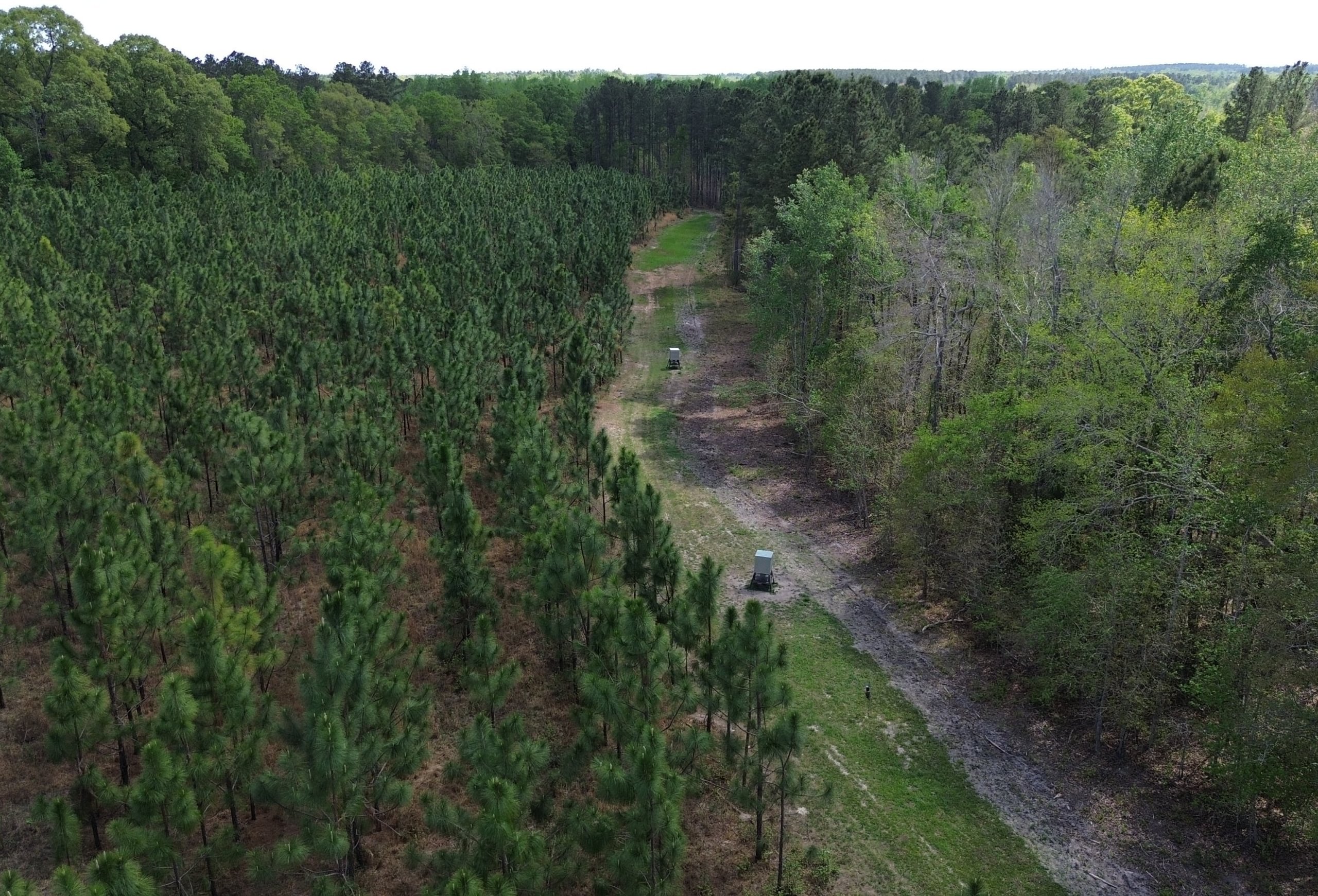 Photo 6 of Old Poor Robin Sportsman Tract 2, 24.6 acres, Screven County, Georgia