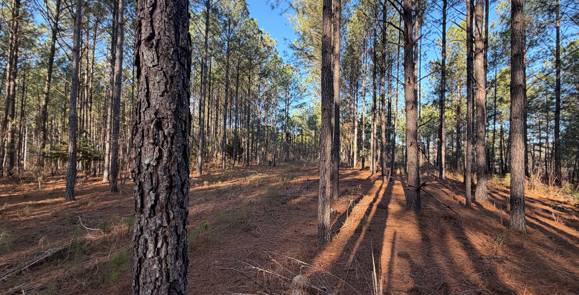 Photo 5 of Rush Creek Farms, 100.6 acres, Putnam County, Georgia