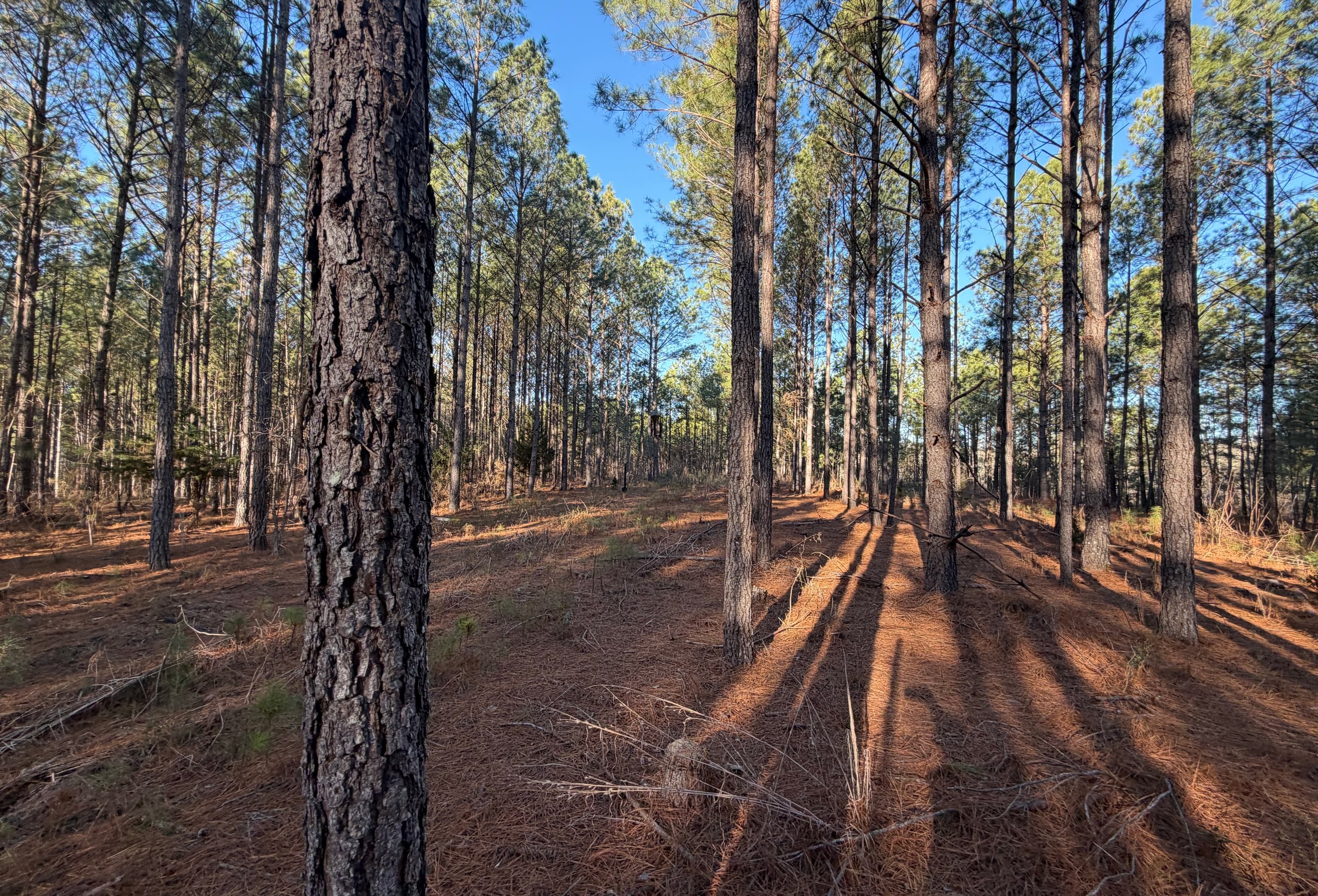 Photo 5 of Rush Creek Farms, 100.6 acres, Putnam County, Georgia