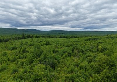 575 mid aerial growth 2