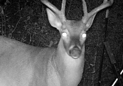 587 Buck Photo