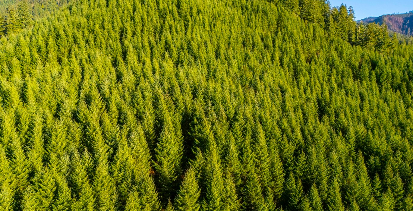 594 trees