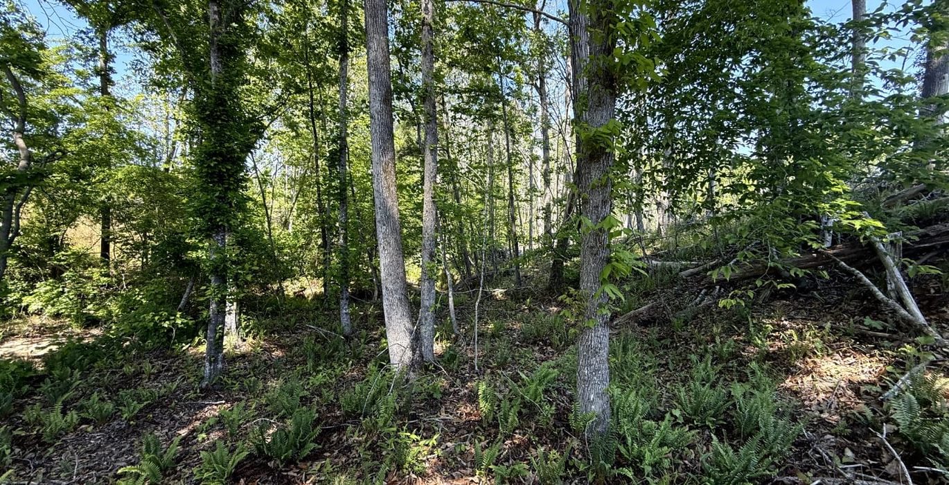 595 IMG 2813