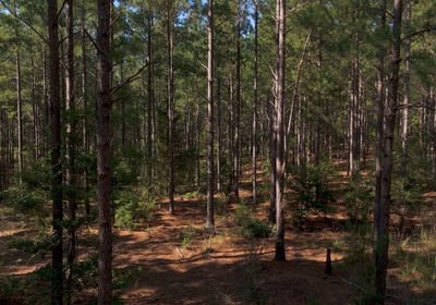 596 Cabin Creek Photo 4