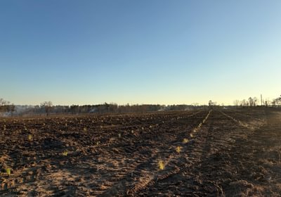598 Seedings 2025 2