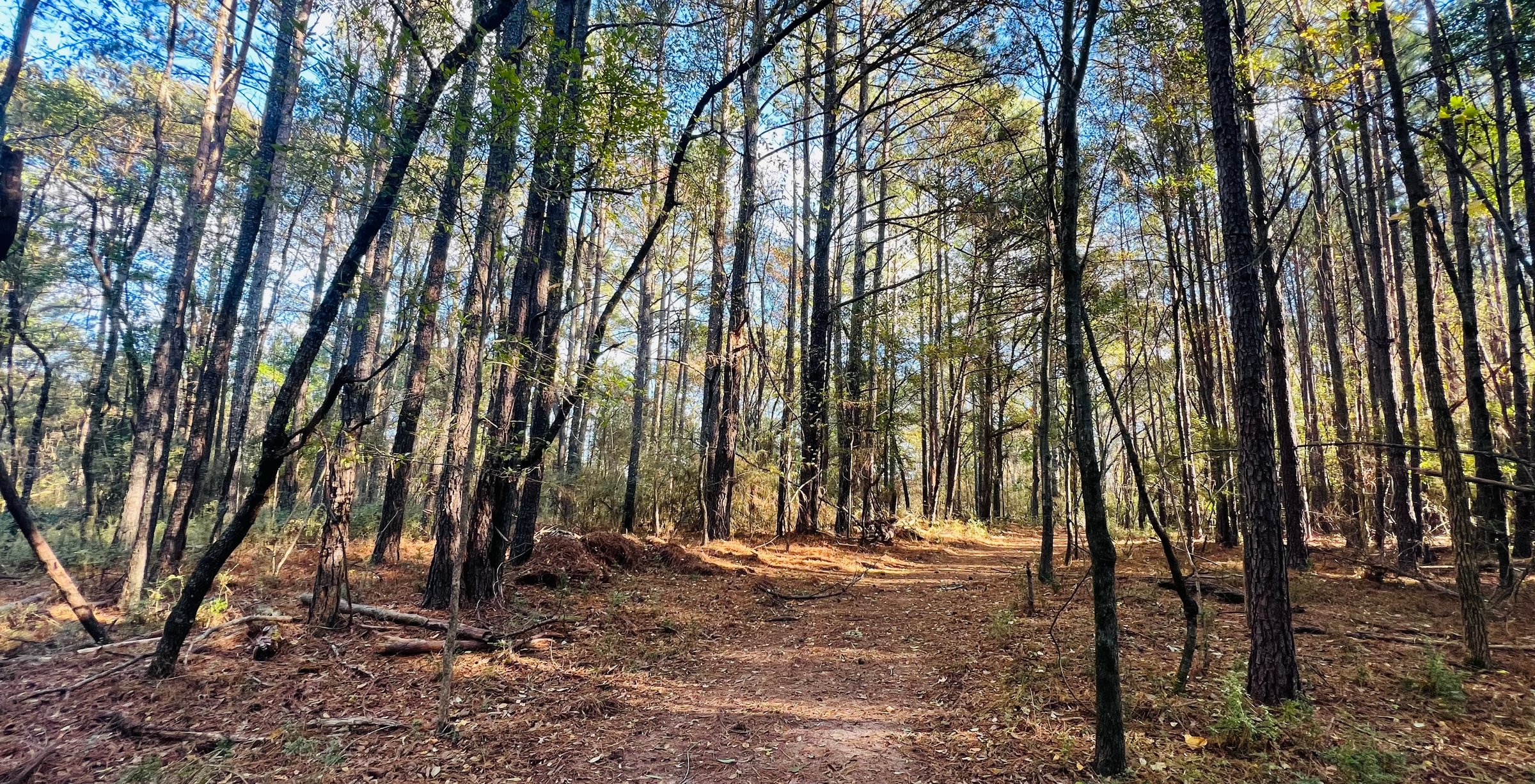 Photo 11 of Paradise Farms, 46.84 acres, Henry County, Georgia