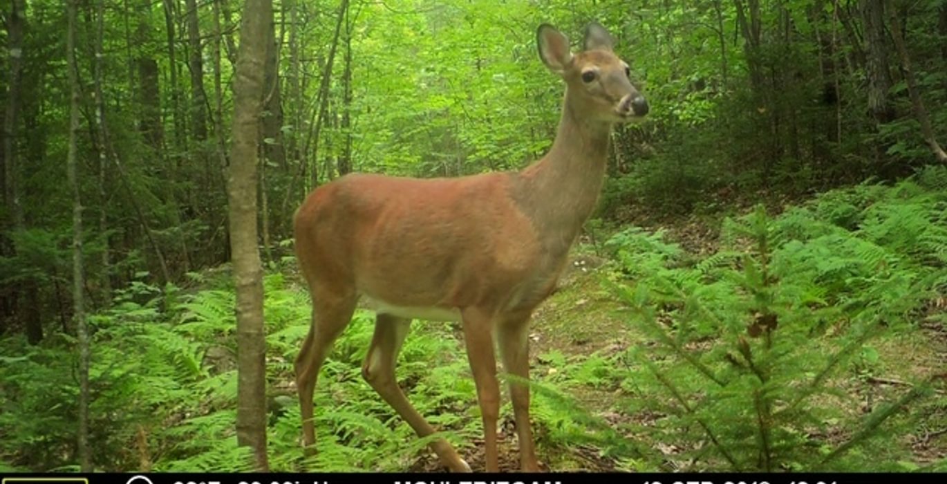 603 deer