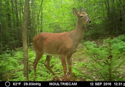603 deer