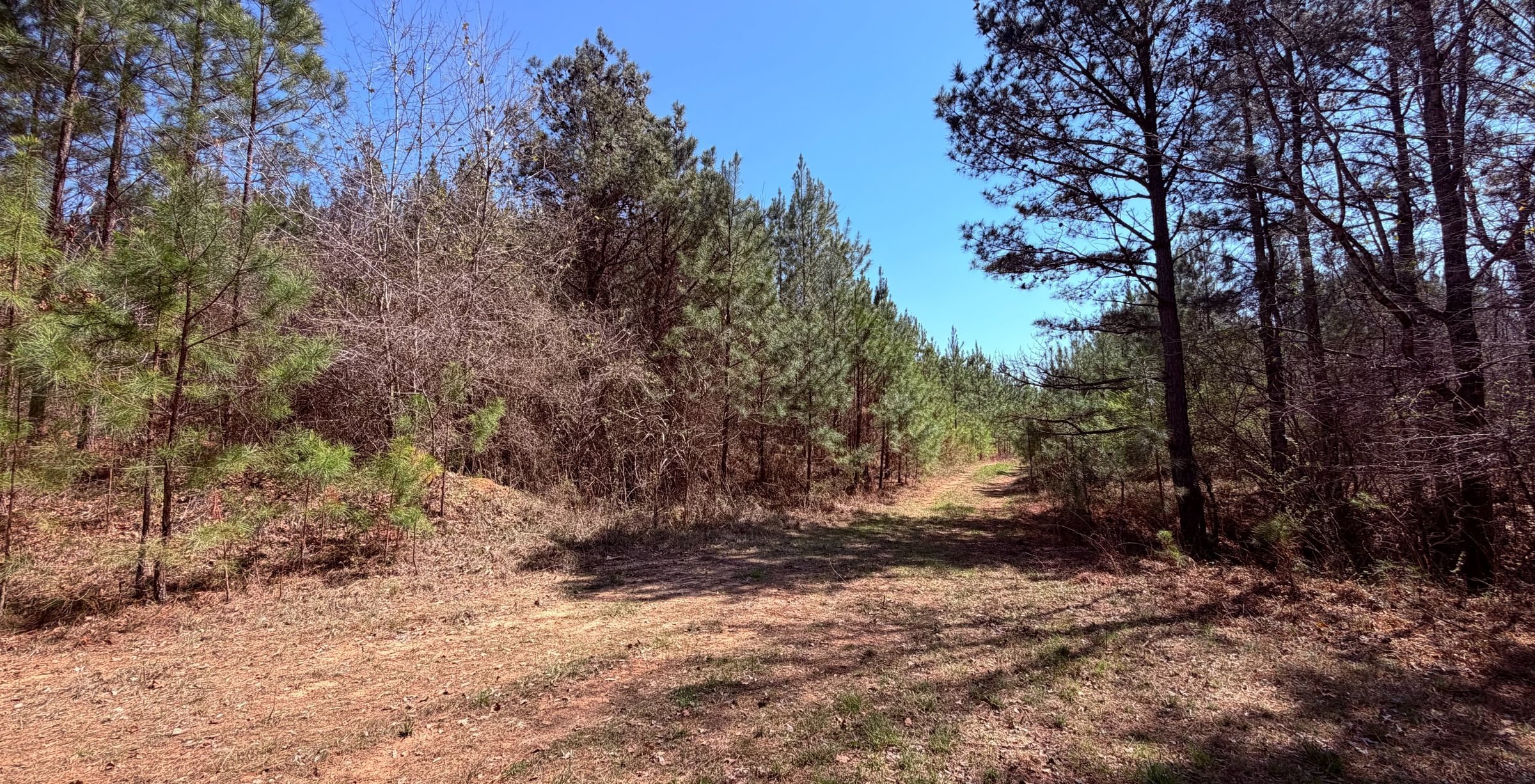 Photo 8 of Fort Creek Timberlands, 221 acres, Hancock County, Georgia