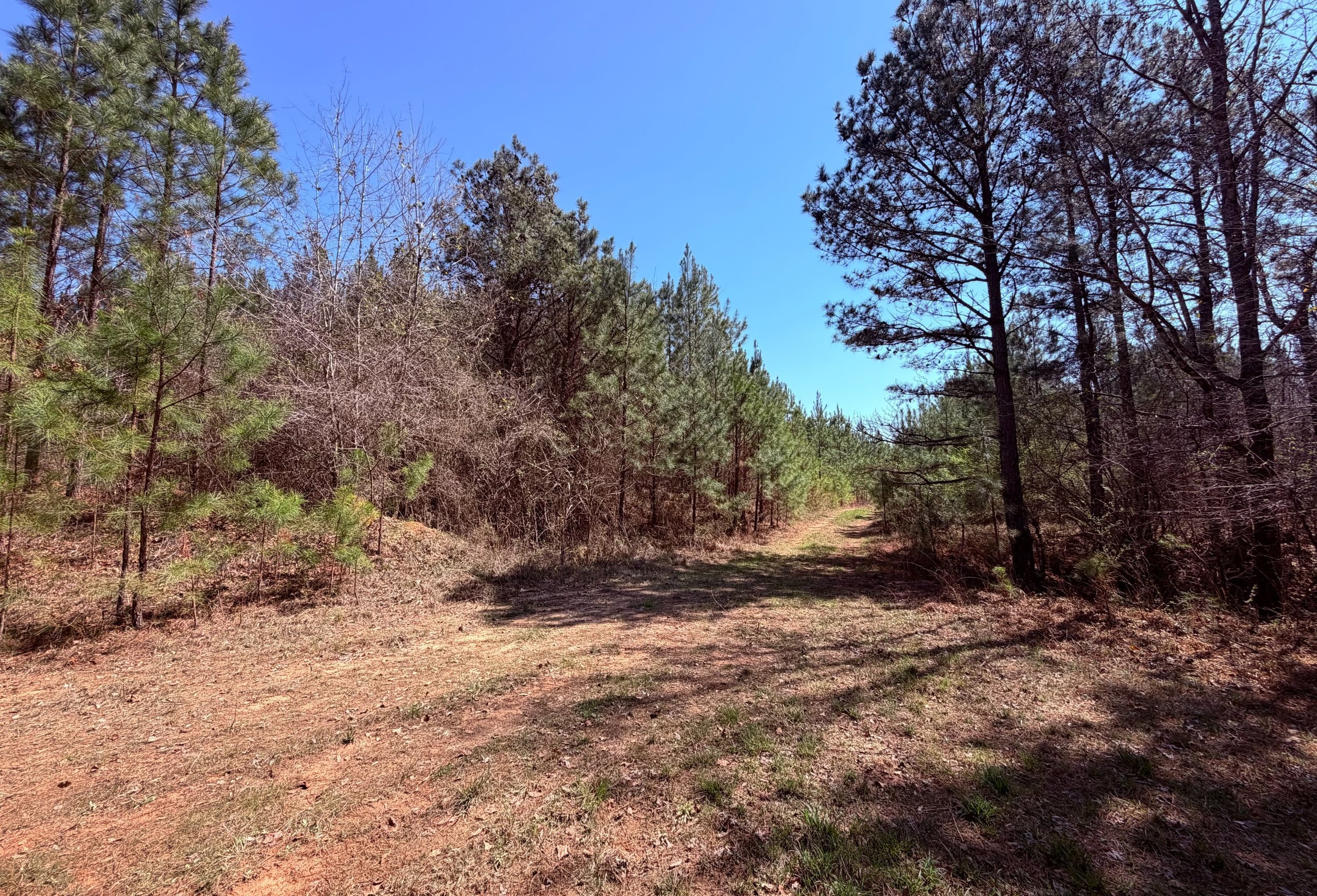 Photo 8 of Fort Creek Timberlands, 221 acres, Hancock County, Georgia