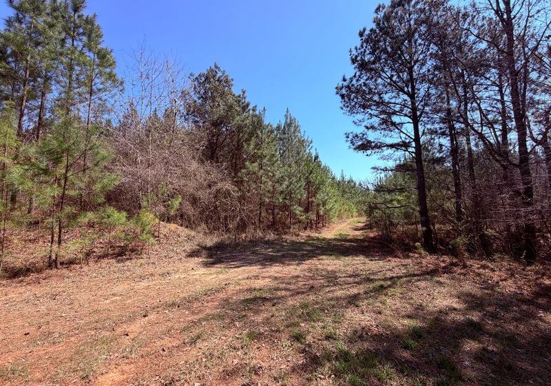 Photo 8 of Fort Creek Timberlands, 221 acres, Hancock County, Georgia
