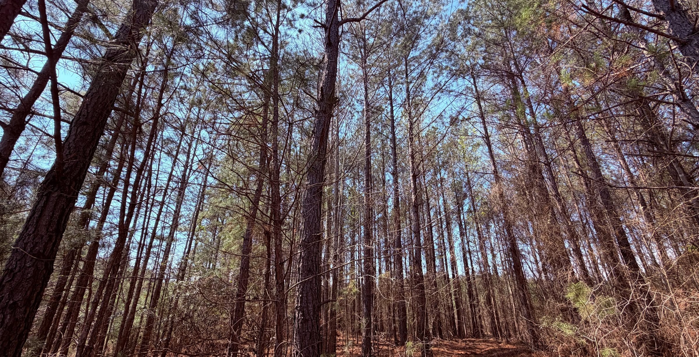 Photo 4 of Fort Creek Timberlands, 221 acres, Hancock County, Georgia