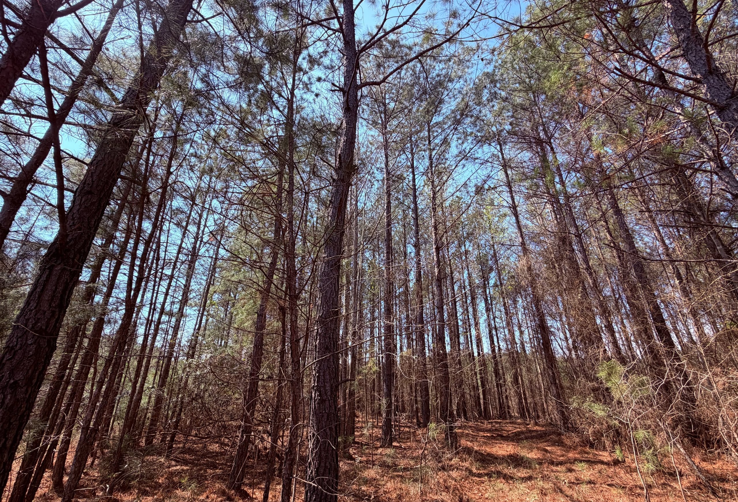 Photo 4 of Fort Creek Timberlands, 221 acres, Hancock County, Georgia