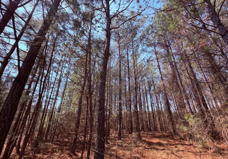 Photo 4 of Fort Creek Timberlands, 221 acres, Hancock County, Georgia