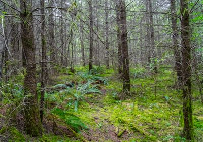 609 Low Trees 1