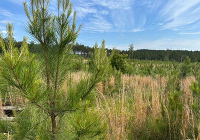 60 IMG 0764