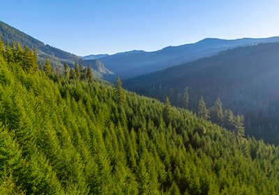 613 trees View 1