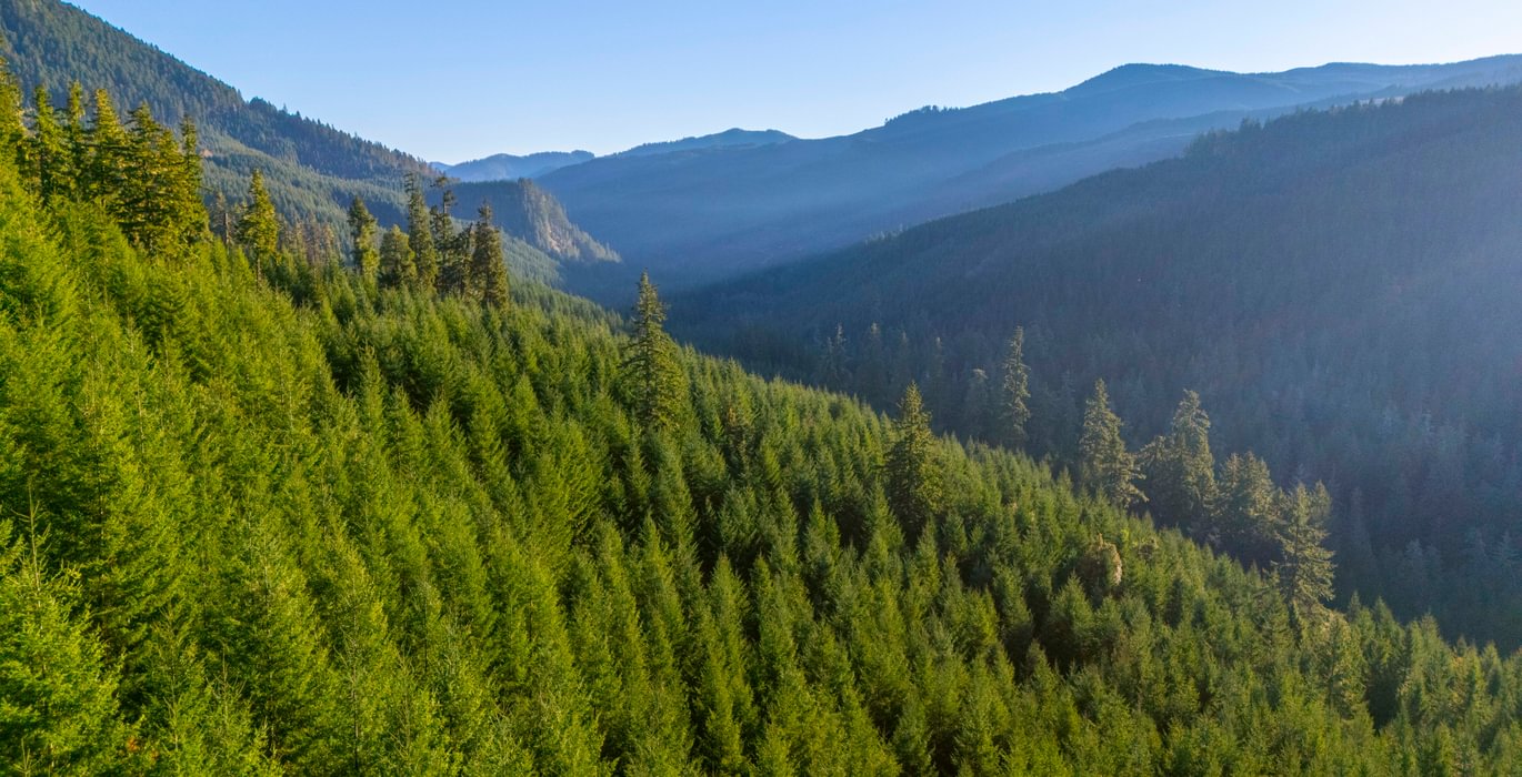 613 trees View 1