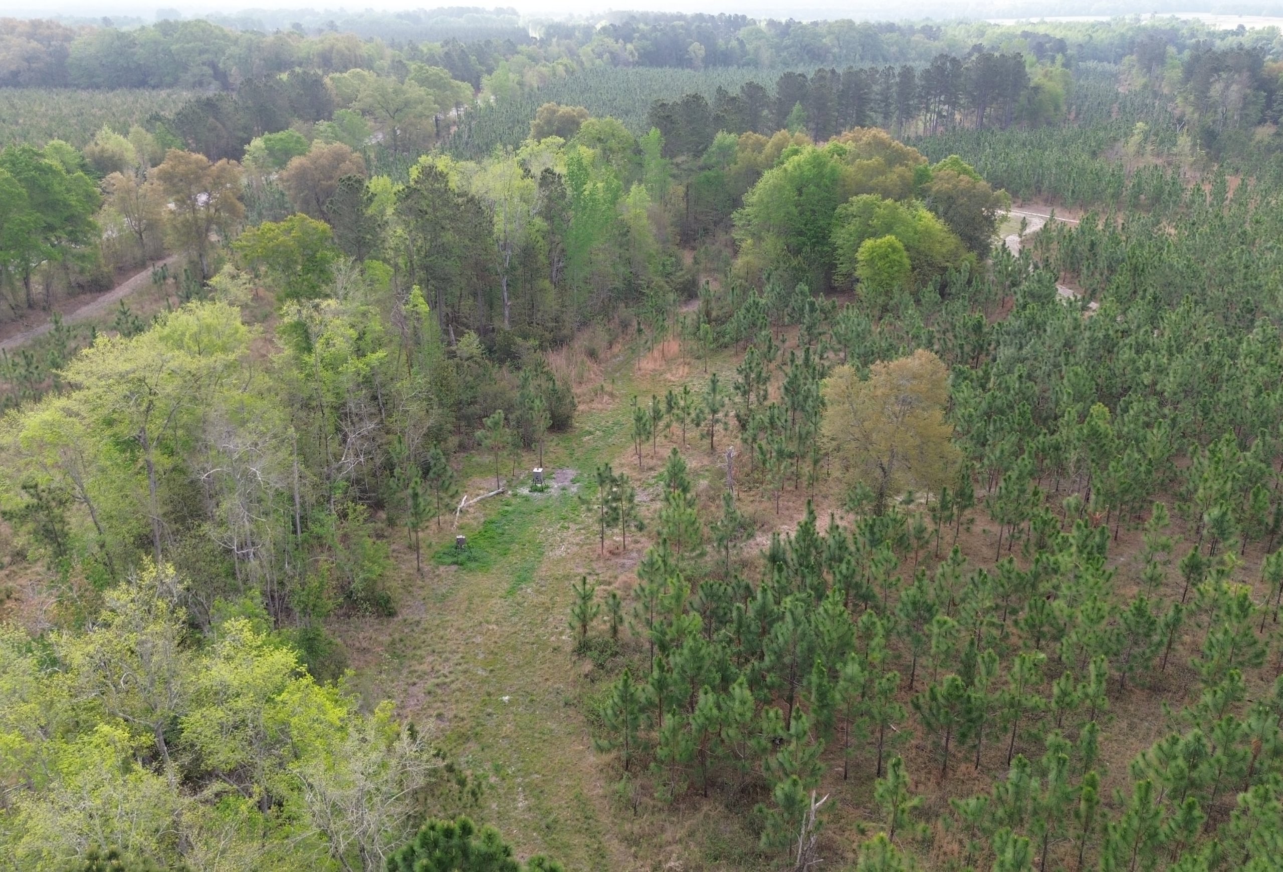Photo 6 of Old Poor Robin Tract 1, 24.6 acres, Screven County, Georgia