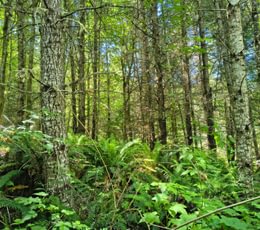 621 1000000215