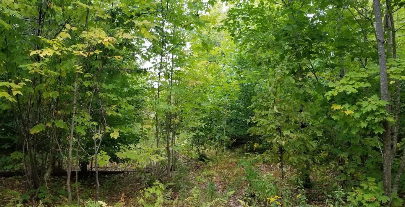 624 Land view1
