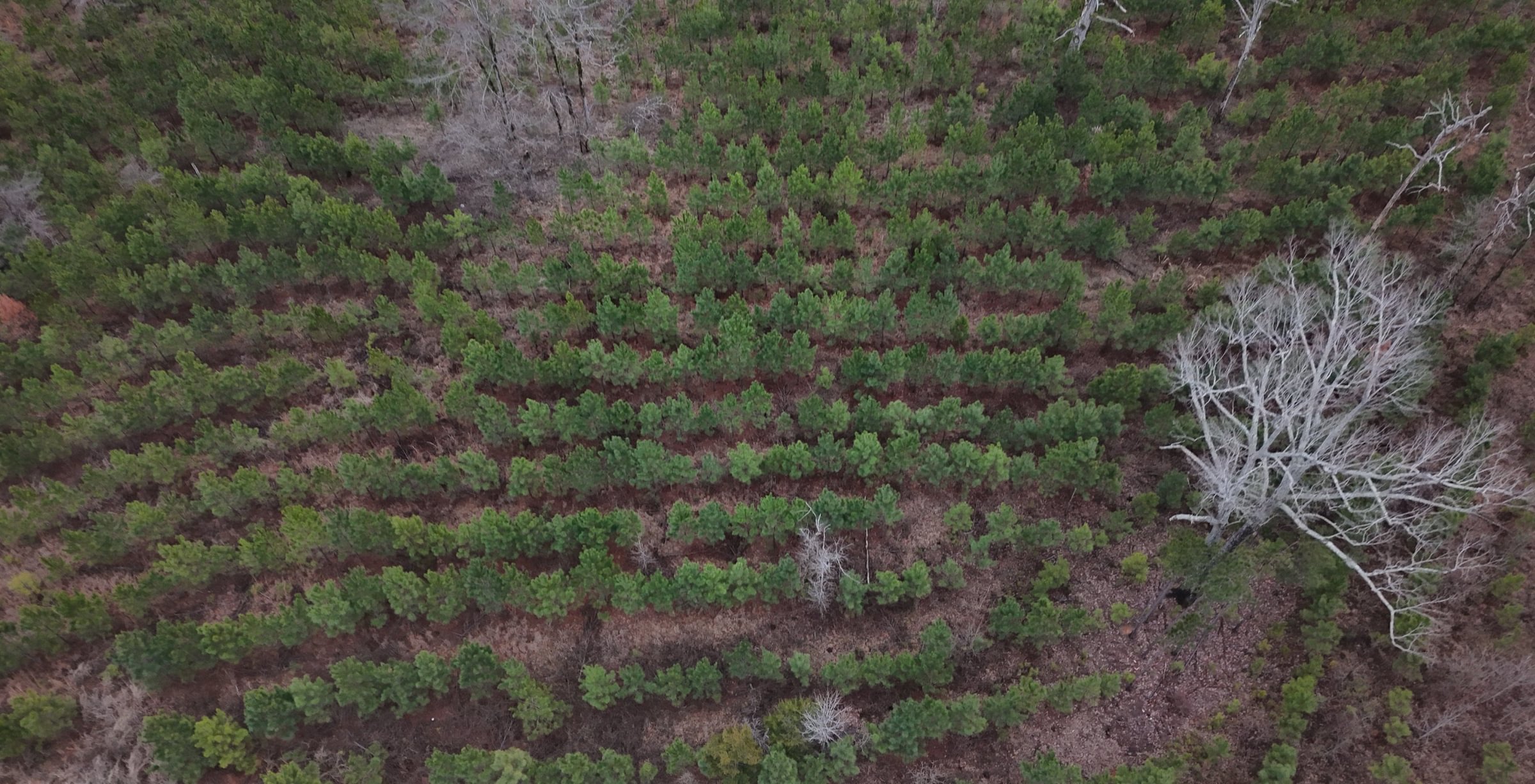Photo 6 of Chickasaw Pines at Lake Sinclair, 131 acres, Hancock County, Georgia