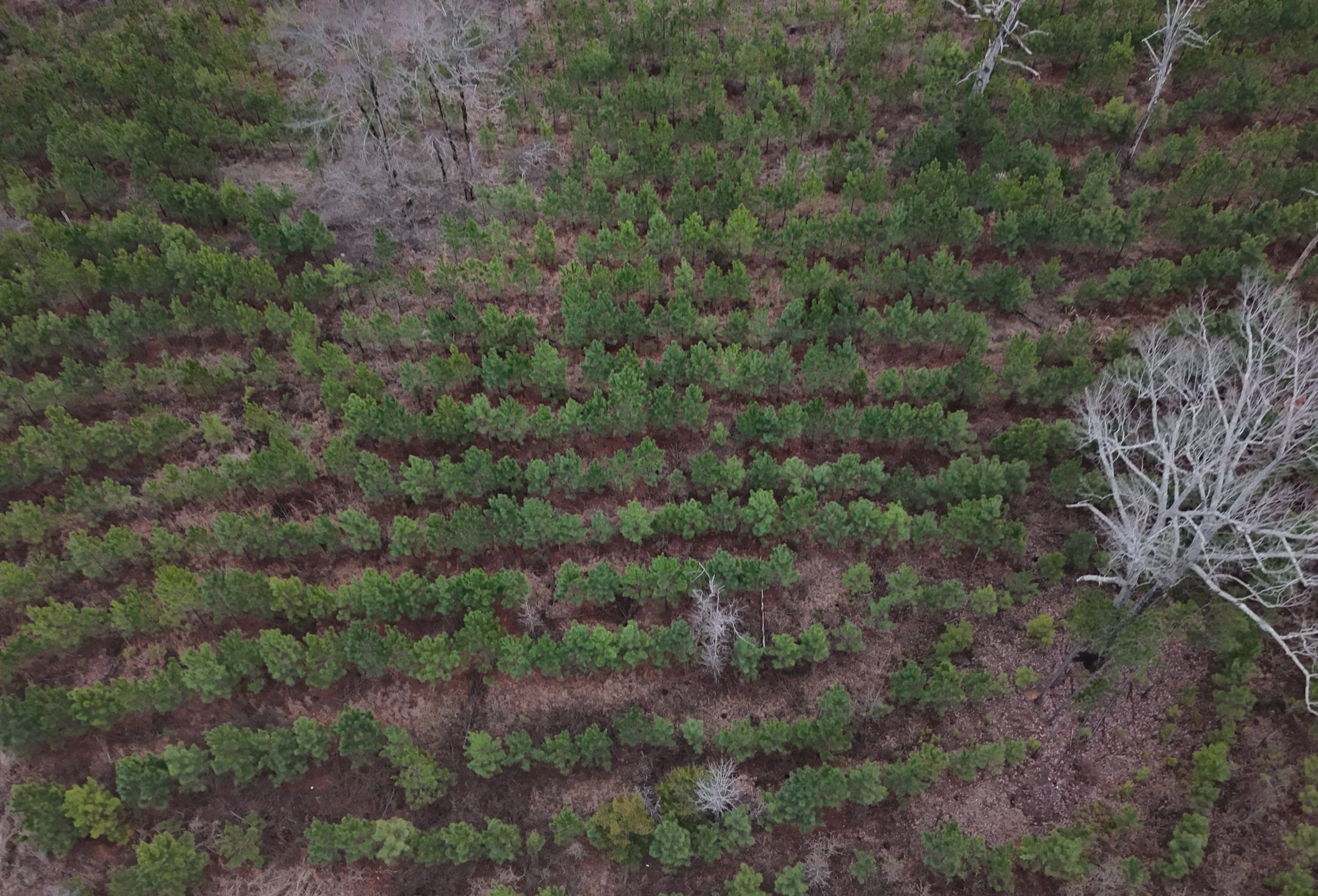 Photo 6 of Chickasaw Pines at Lake Sinclair, 131 acres, Hancock County, Georgia