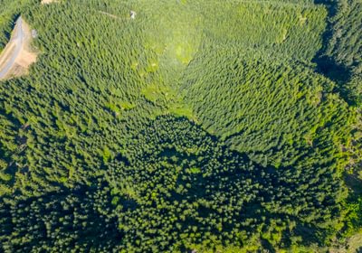 626 Trees High 5