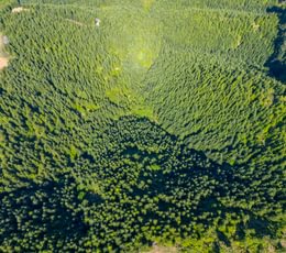 626 Trees High 5
