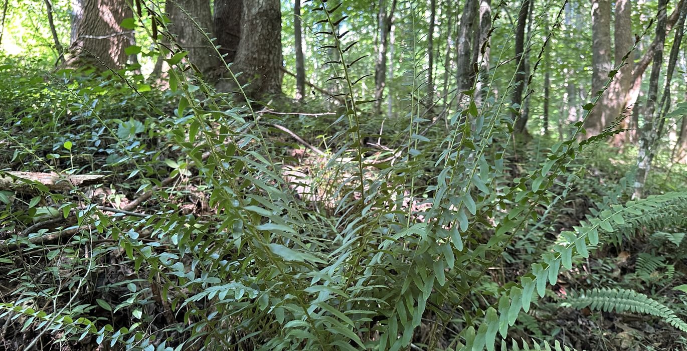 628 IMG 5932
