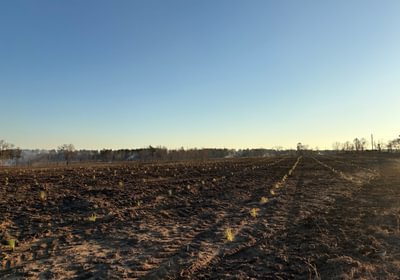 62 598 Seedings 2025 2