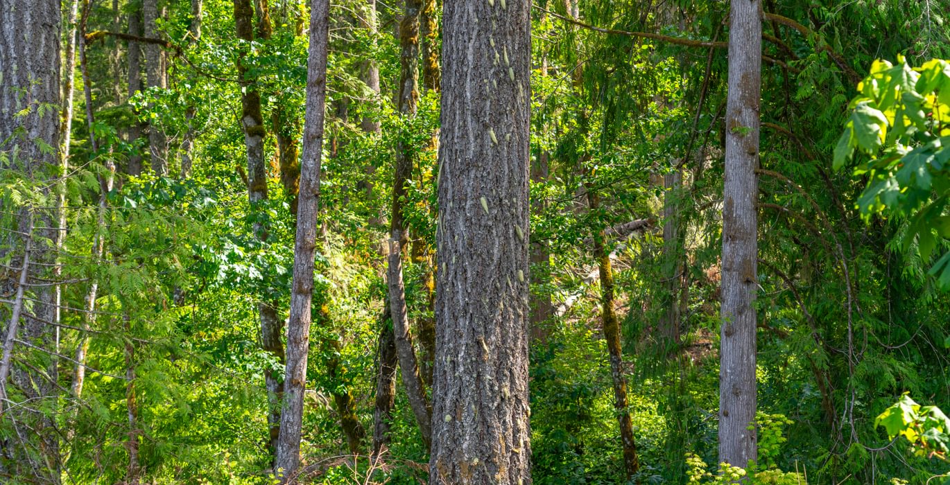 62 Old Trees 7