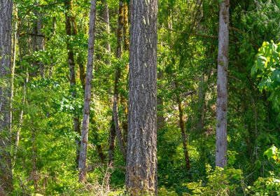 62 Old Trees 7