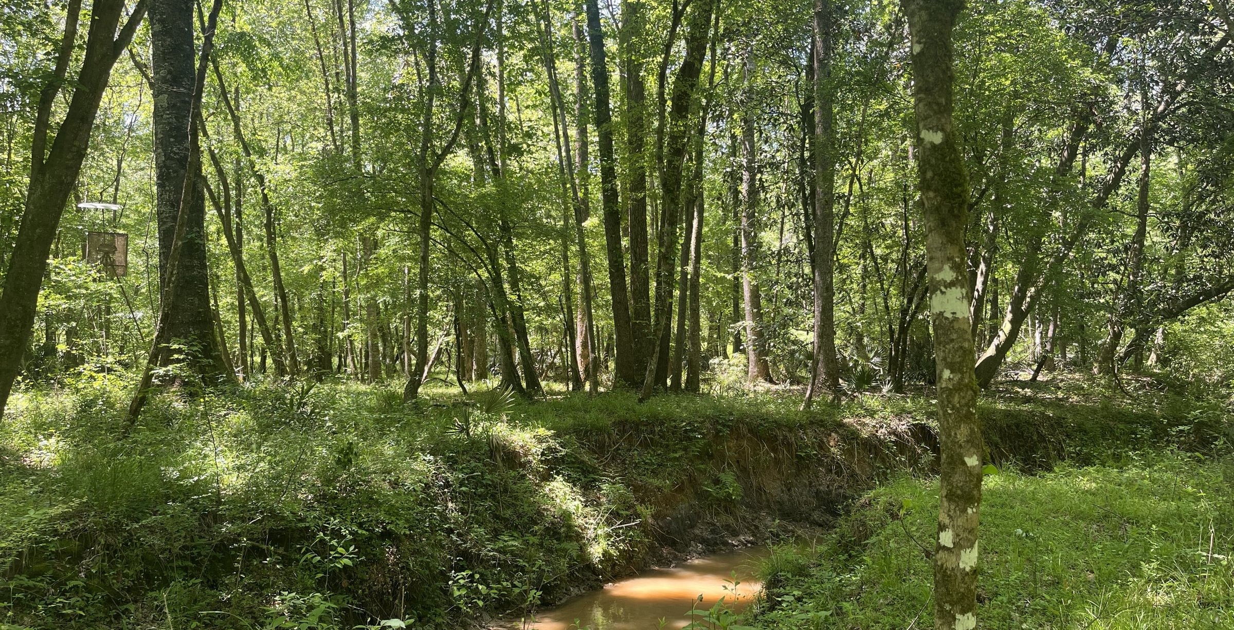 Photo 1 of Curtis, 160.71 acres, Randolph County, GA