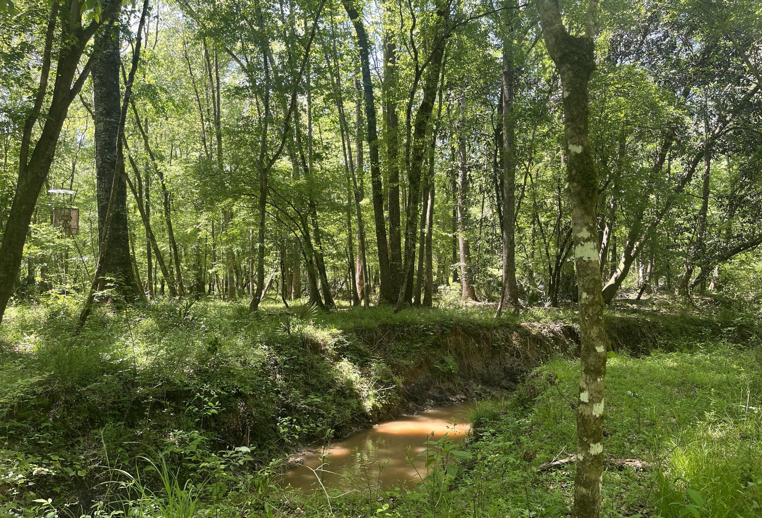Photo 1 of Curtis, 160.71 acres, Randolph County, GA