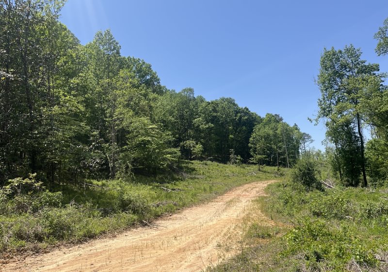 Photo 3 of Curtis, 160.71 acres, Randolph County, GA