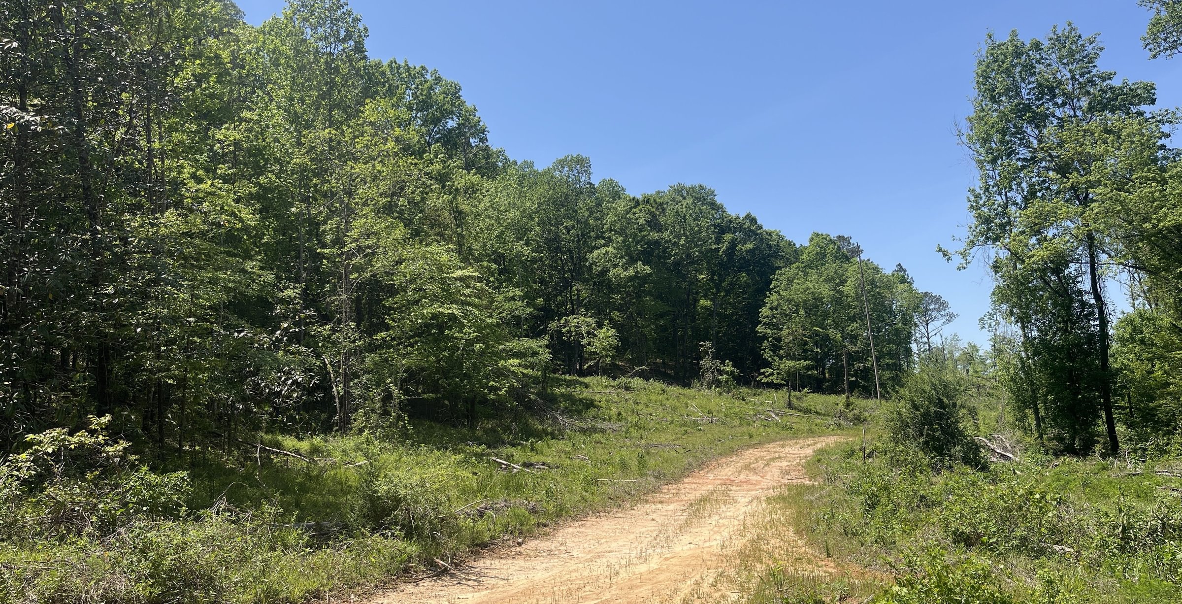 Photo 3 of Curtis, 160.71 acres, Randolph County, GA