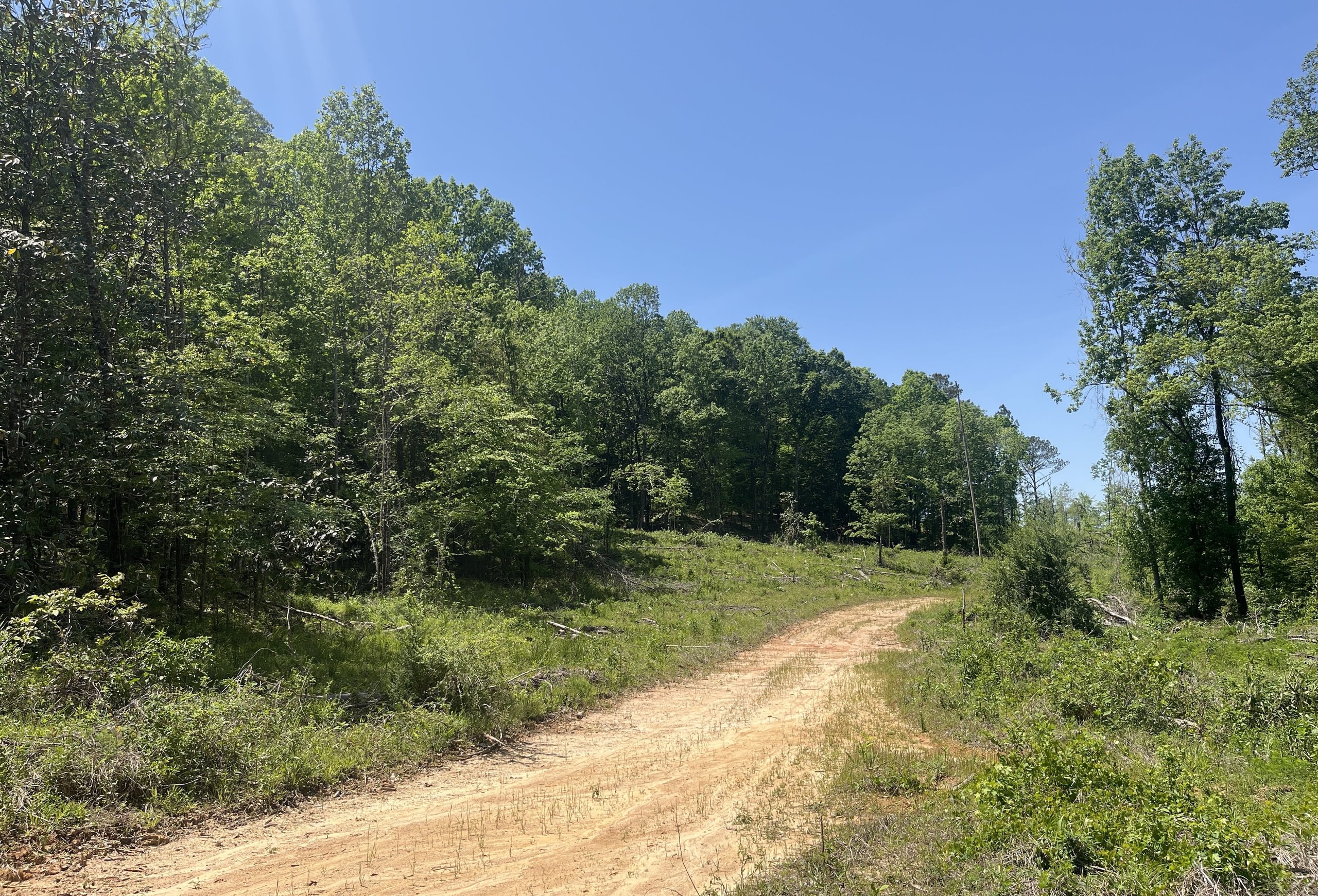 Photo 3 of Curtis, 160.71 acres, Randolph County, GA