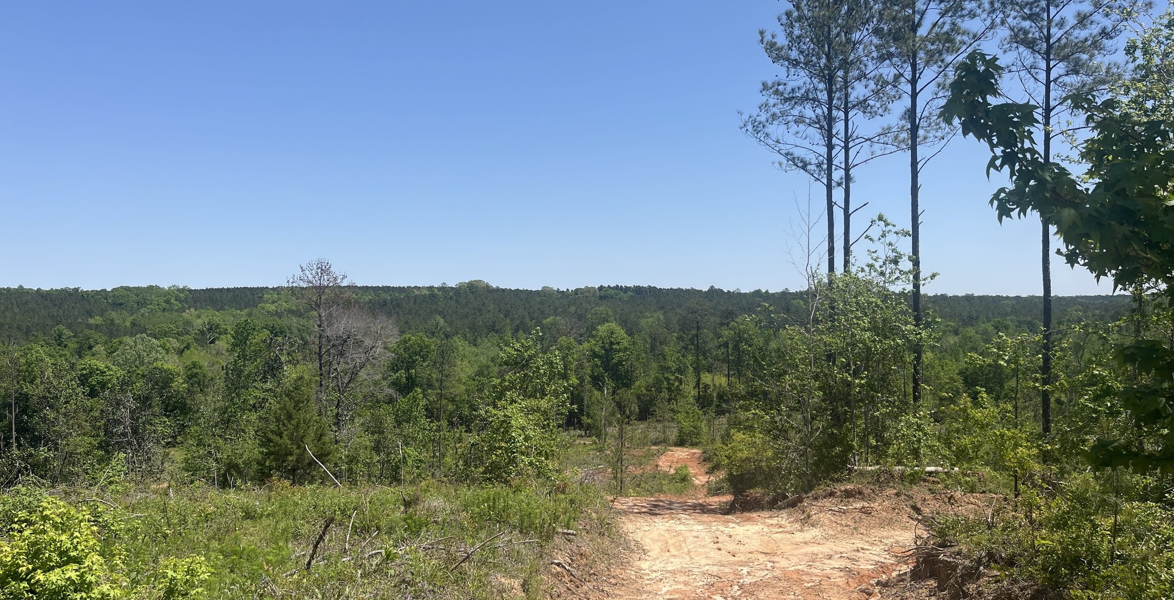 Photo 2 of Curtis, 160.71 acres, Randolph County, GA