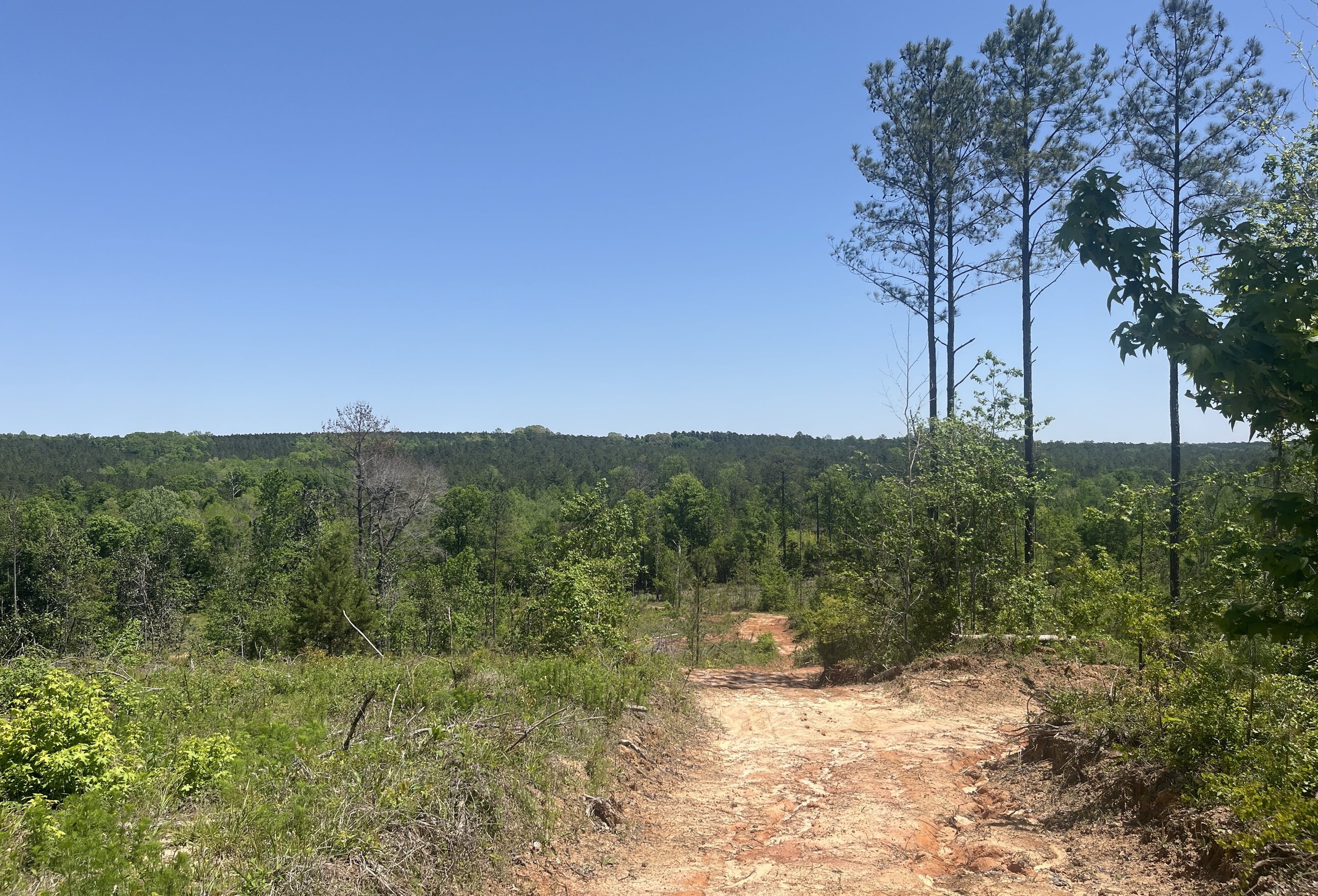 Photo 2 of Curtis, 160.71 acres, Randolph County, GA
